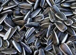 FDA Recalls Chia Seeds: What You Need to Know for Your Safety FDA Recalls Chia Seeds: What You Need to Know for Your Safety