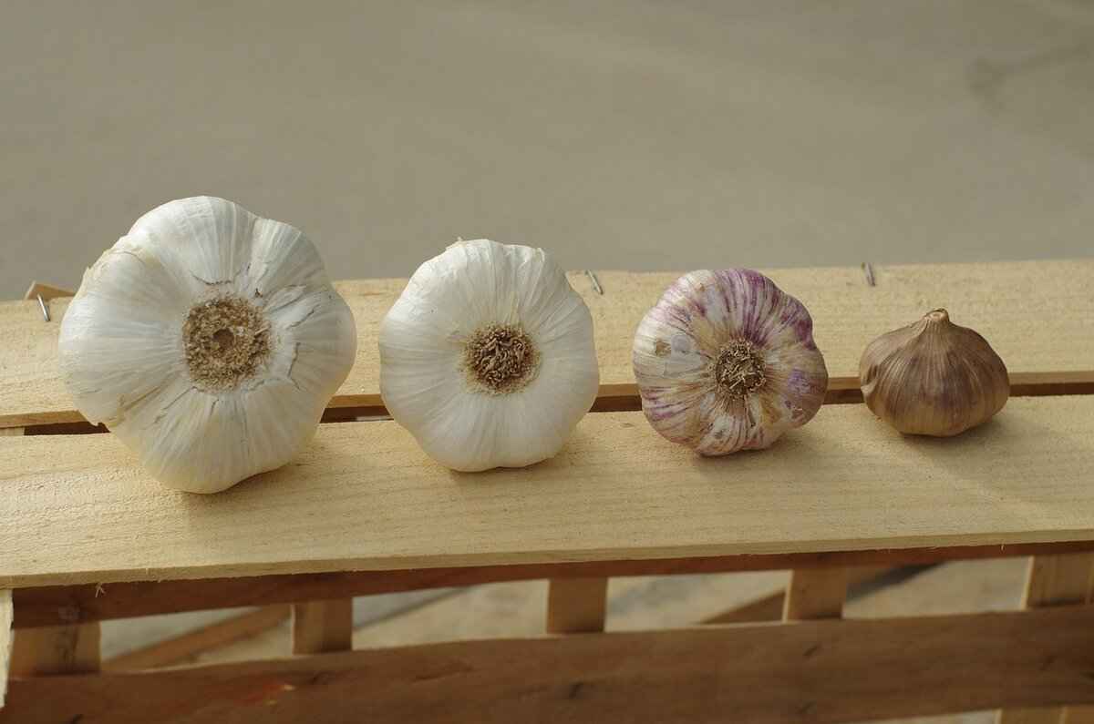 Fermented Black Garlic: The New Superfood from Asia 2 Health Benefits of Fermented Black Garlic