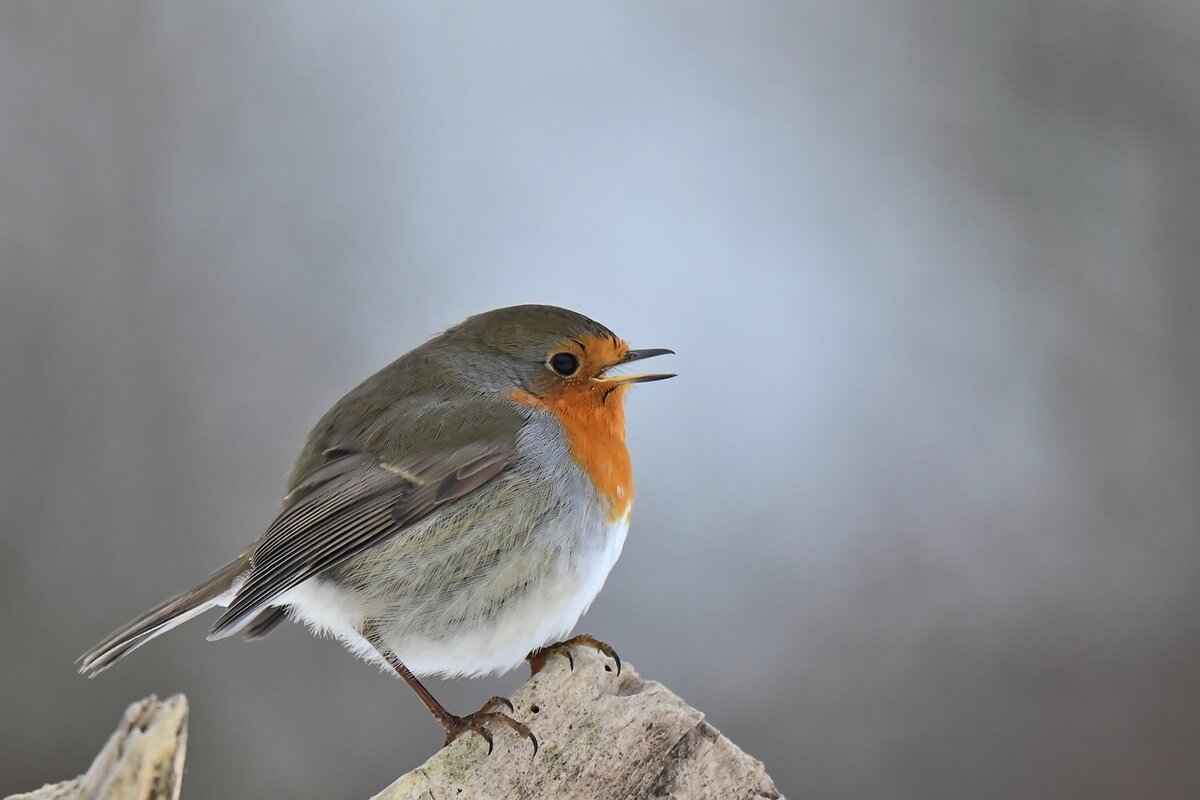 Emerging Markets within Europe