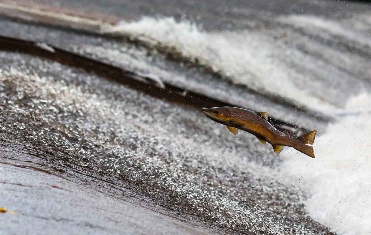 Fish Sauce: The Salty, Umami-Rich Staple of Southeast Asia 3 How to Choose the Best Fish Sauce?