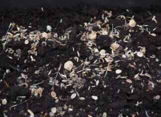 Flax Seed and Chia Seed: Which One Is Better for Your Diet? Flax Seed and Chia Seed: Which One Is Better for Your Diet?