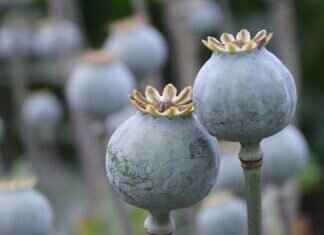 Flax Seeds vs Chia Seeds: Which Superfood Reigns Supreme? Flax Seeds vs Chia Seeds: Which Superfood Reigns Supreme?