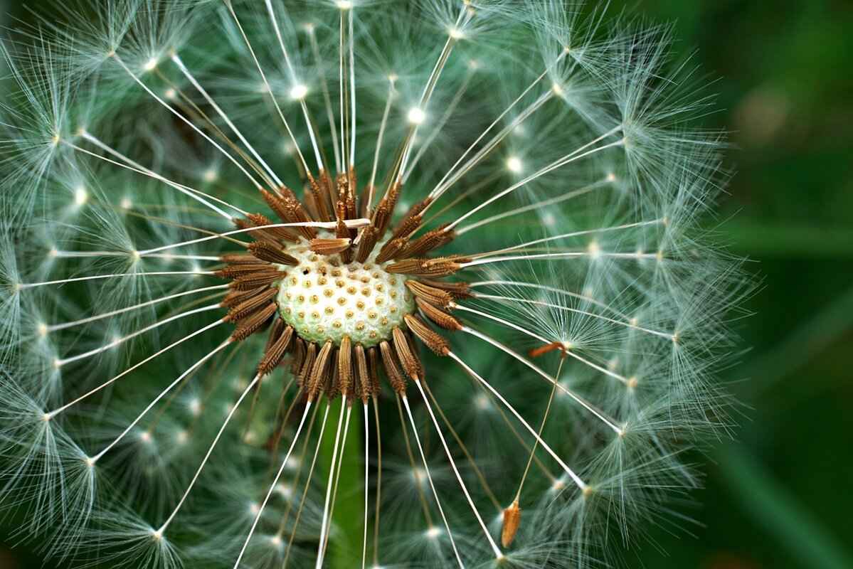 Flax Seeds vs Chia Seeds: Which Superfood Reigns Supreme? 2 What Are Chia Seeds?