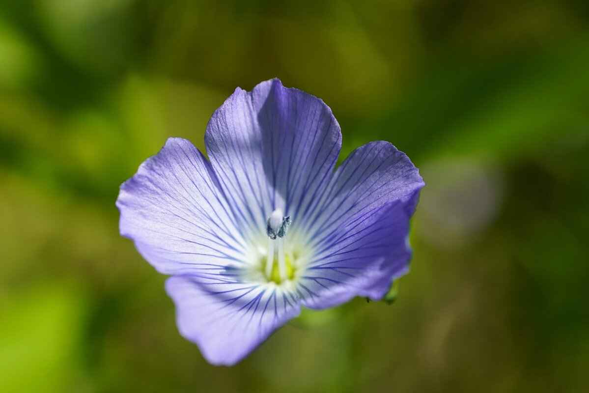 Flax Seeds vs Chia: Which Superfood Is Better for Your Health? 2 What Are Chia Seeds?