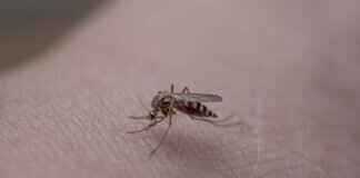 Köpeklerde Pire Isırıkları – Görünümü ve Tedavi Yöntemleri Köpeklerde Pire Isırıkları – Görünümü ve Tedavi Yöntemleri