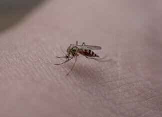 Köpeklerde Pire Isırıkları – Görünümü ve Tedavi Yöntemleri Köpeklerde Pire Isırıkları – Görünümü ve Tedavi Yöntemleri