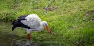 Flea Bites vs. Tick Bites on Dogs – How to Tell the Difference Flea Bites vs. Tick Bites on Dogs – How to Tell the Difference