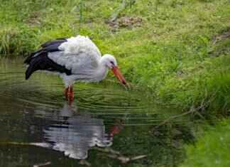 Flea Bites vs. Tick Bites on Dogs – How to Tell the Difference Flea Bites vs. Tick Bites on Dogs – How to Tell the Difference