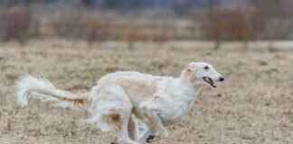 Köpeklerde Pire Isırıkları ile Kene Isırıkları – Farkı Nasıl Anlarsınız? Köpeklerde Pire Isırıkları ile Kene Isırıkları – Farkı Nasıl Anlarsınız?