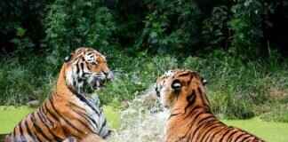 Floragato Pokémon: Best Moveset, Strengths, and Battle Strategies Floragato Pokémon: Best Moveset, Strengths, and Battle Strategies