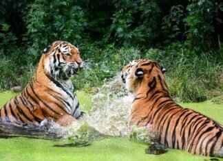 Floragato Pokémon: Best Moveset, Strengths, and Battle Strategies Floragato Pokémon: Best Moveset, Strengths, and Battle Strategies