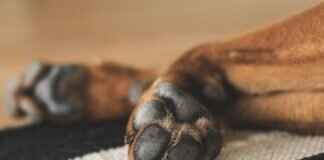 Foggy Bottom vs. Adventure Bay: The Ultimate Paw Patrol Rivalry Foggy Bottom vs. Adventure Bay: The Ultimate Paw Patrol Rivalry