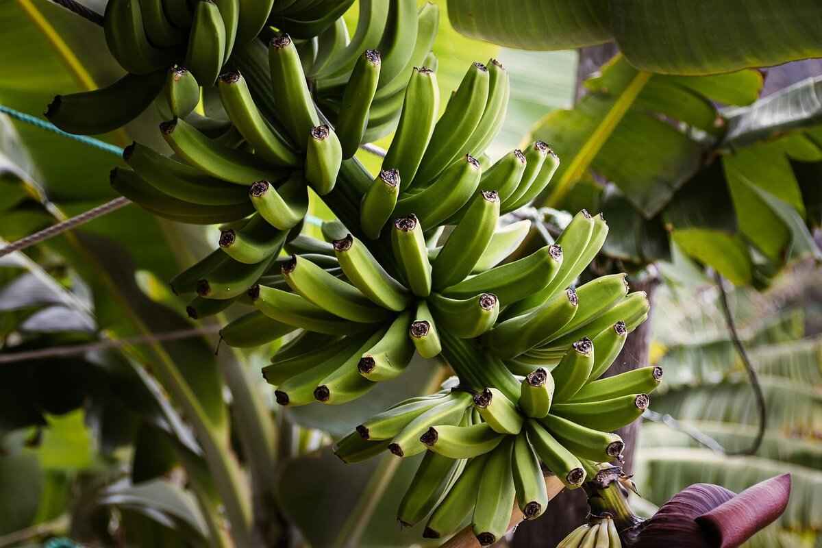 How to Choose the Right Soil for Your Plants?