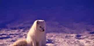 Fox Eye: Beauty Trend Explained and How to Achieve the Look Fox Eye: Beauty Trend Explained and How to Achieve the Look