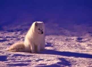 Fox Eye: Beauty Trend Explained and How to Achieve the Look Fox Eye: Beauty Trend Explained and How to Achieve the Look