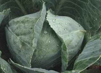 Fresh Herbs & Greens in Asian Cooking Fresh Herbs & Greens in Asian Cooking