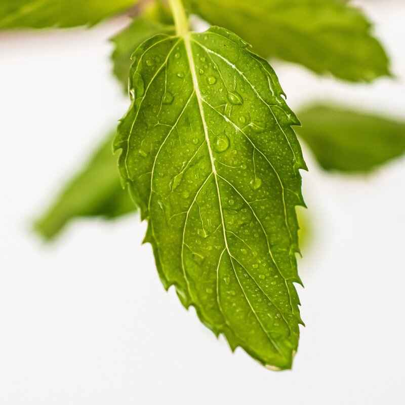 Fresh Herbs & Greens in Asian Cooking 2 What Are the Most Popular Herbs Used in Asian Dishes?