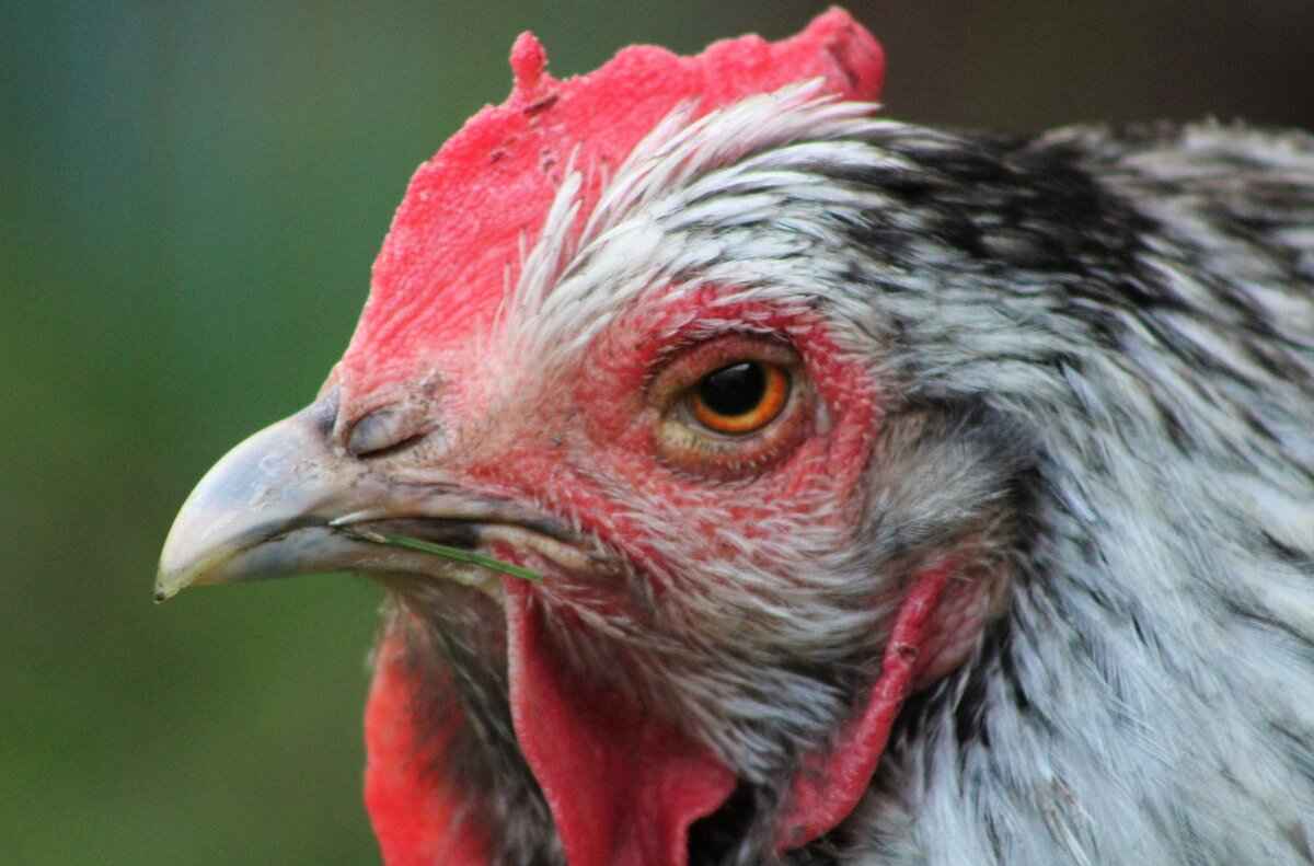 Frigibax Evolution Line: From Baby to Beast