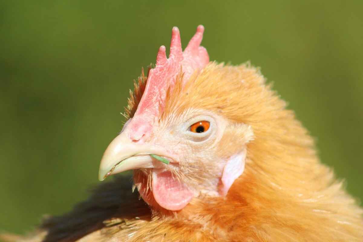 Understanding Froakie's Evolution