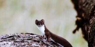 Furret Pokémon Attack Power, Special Abilities, and How to Build the Best Team Furret Pokémon Attack Power, Special Abilities, and How to Build the Best Team