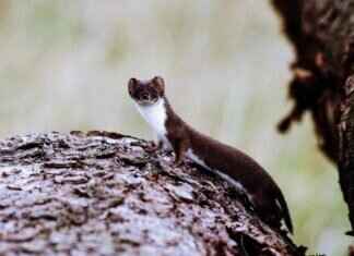 Furret Pokémon Attack Power, Special Abilities, and How to Build the Best Team Furret Pokémon Attack Power, Special Abilities, and How to Build the Best Team