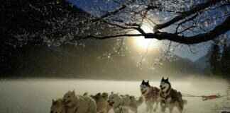 Gabriel Richard Football: The Legacy of a Great Team Gabriel Richard Football: The Legacy of a Great Team