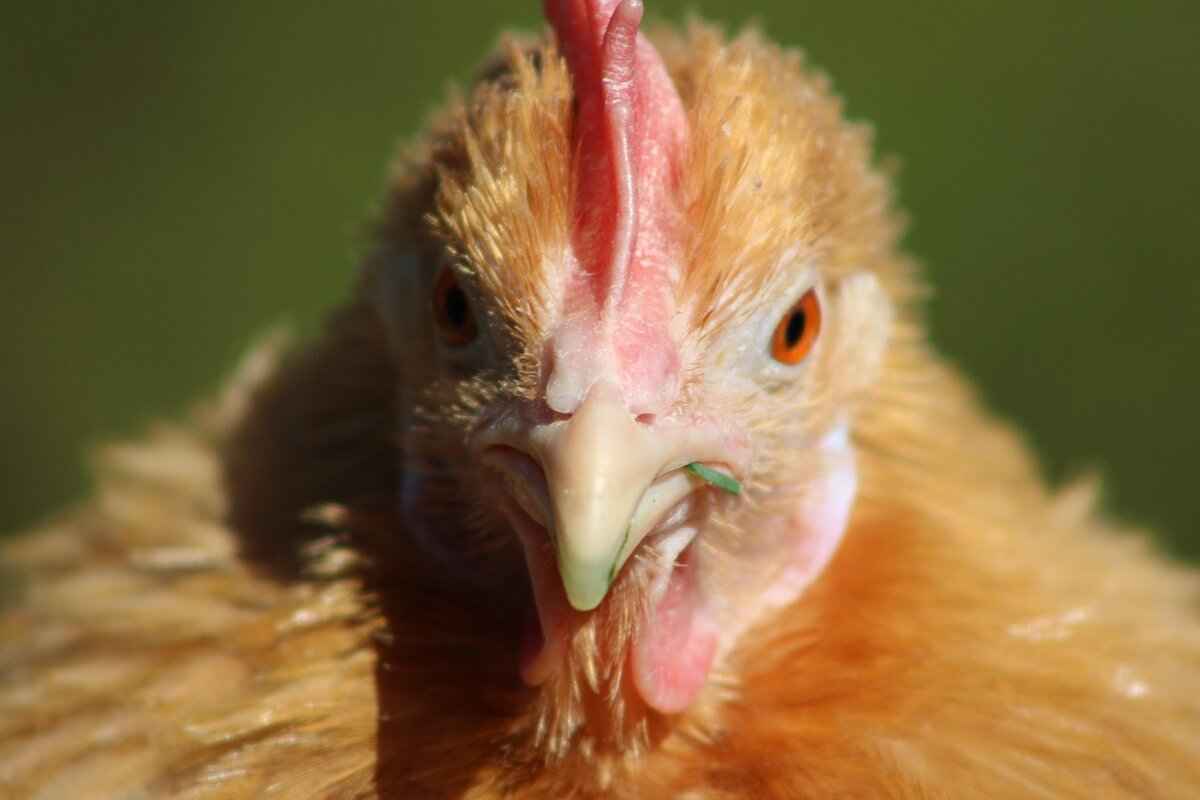 Garbodor Pokémon: Evolution, Best Moves, and Competitive Tips 1 Understanding Garbodor's Evolution