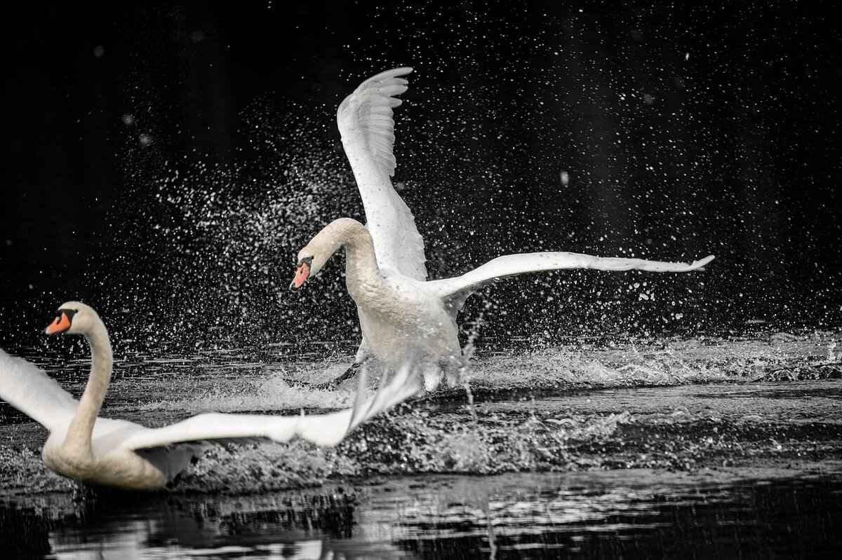 Optimal Moveset for Garganacl