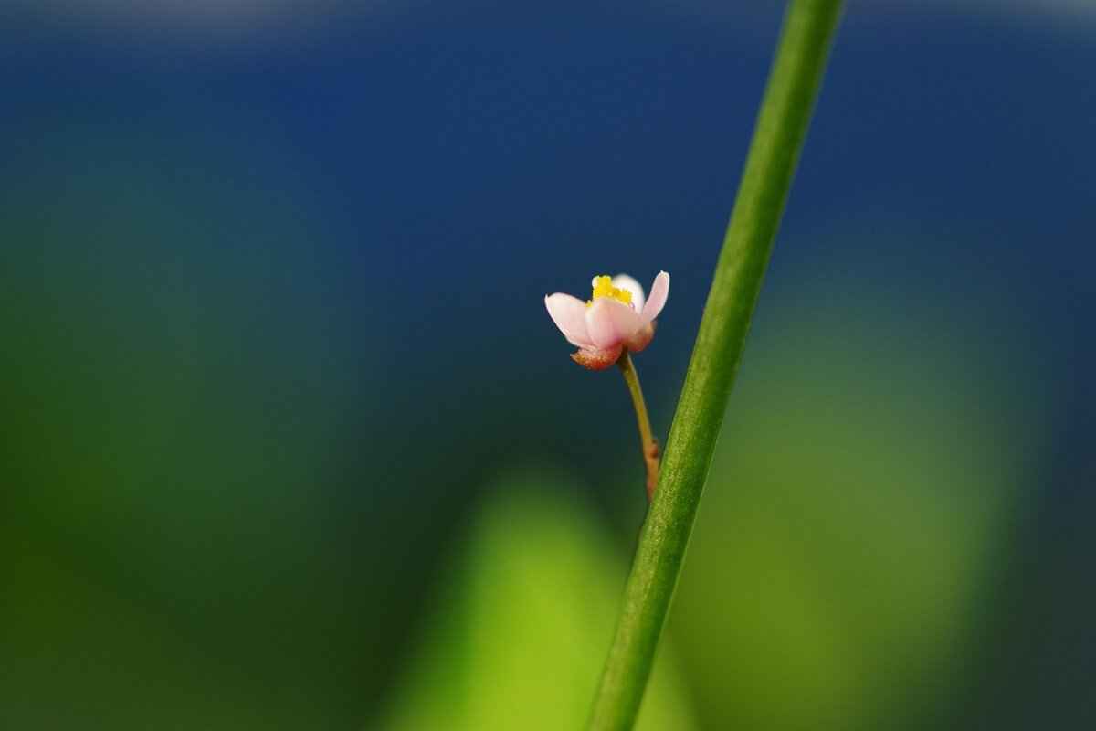 Ginseng in Asian Cuisine: A Powerful Natural Energy Booster 1 What is Ginseng and Why is it Important in Asian Cuisine?