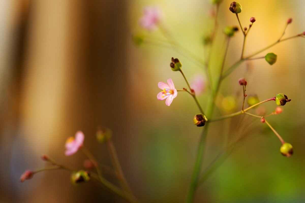 Ginseng in Asian Cuisine: A Powerful Natural Energy Booster 4 What Are the Health Benefits of Ginseng Beyond Energy Boosting?