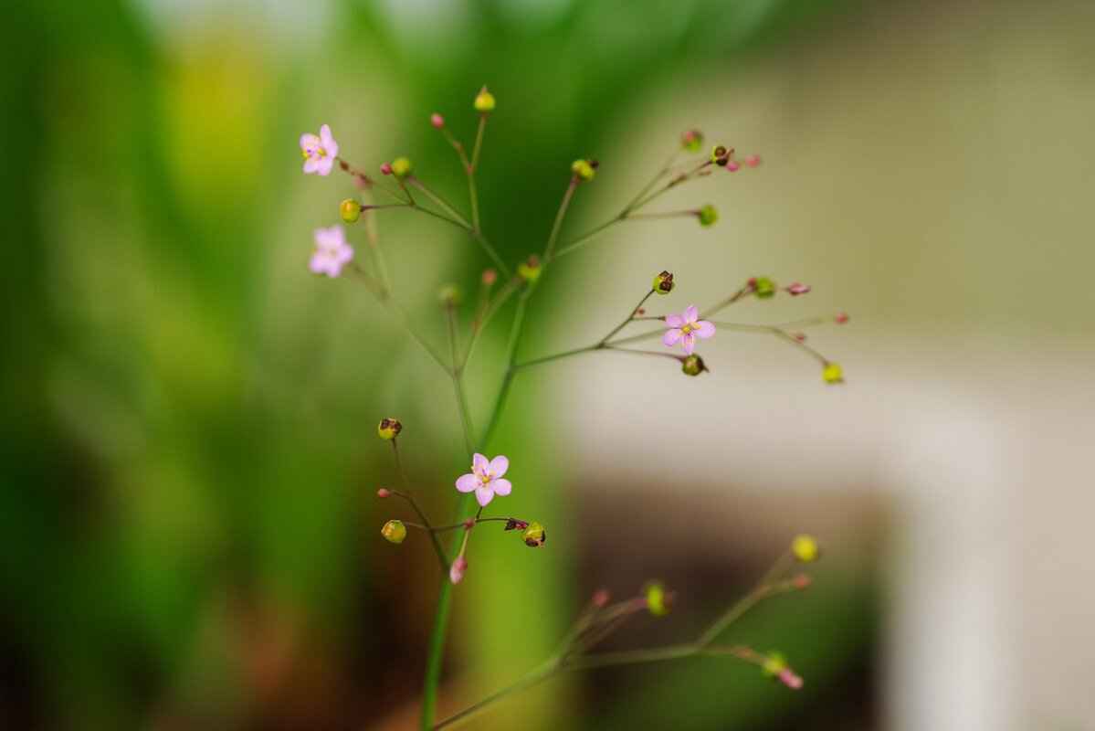 Ginseng in Asian Cuisine: A Powerful Natural Energy Booster 3 How is Ginseng Used in Traditional Asian Dishes?
