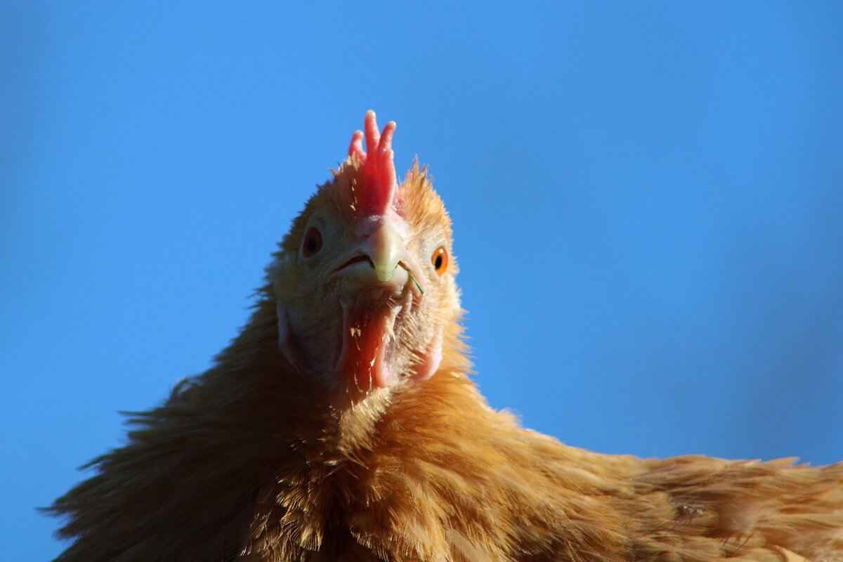 Understanding Glaceon: The Ice-Type Evolution