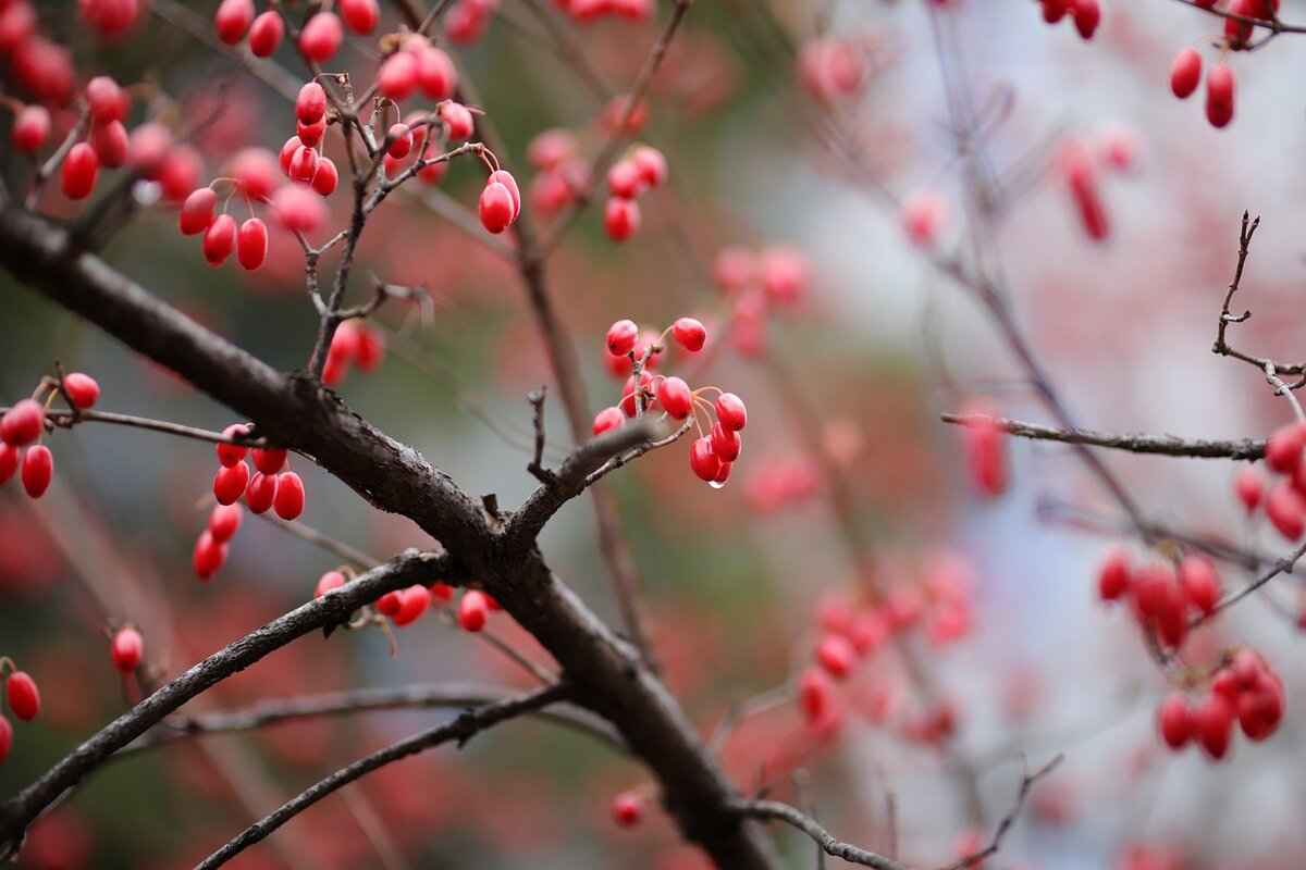 Goji Berries in Chinese Medicine & How to Use Them in Cooking 3 How to Incorporate Goji Berries in Cooking?