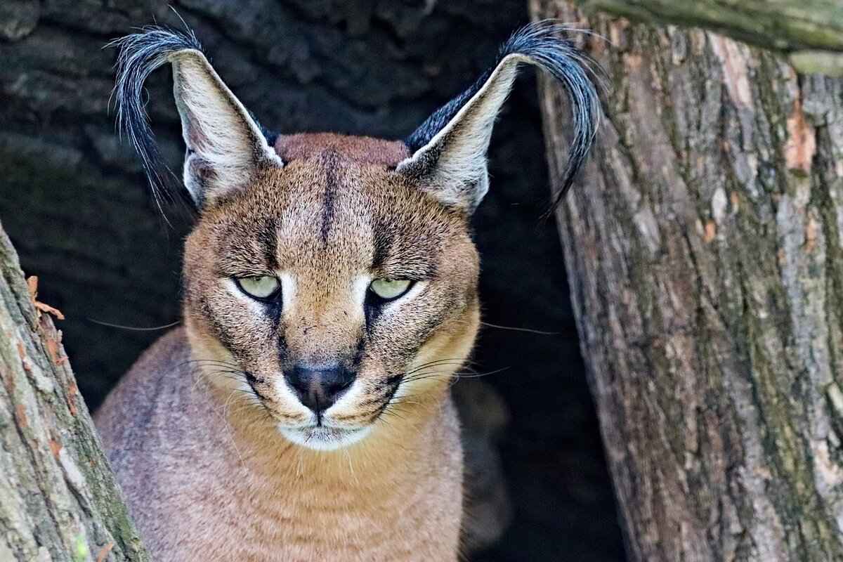 Unique Features of GoodNever.com