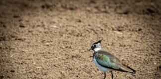 GoPro Alternatives Under $100: Are They Worth It? GoPro Alternatives Under $100: Are They Worth It?