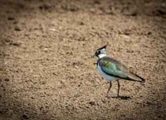 GoPro Alternatives Under $100: Are They Worth It? GoPro Alternatives Under $100: Are They Worth It?