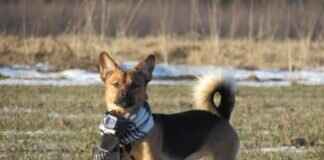 GoPro’s Future: Can It Survive the Next 5 Years? GoPro’s Future: Can It Survive the Next 5 Years?