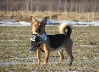 GoPro’s Future: Can It Survive the Next 5 Years? GoPro’s Future: Can It Survive the Next 5 Years?