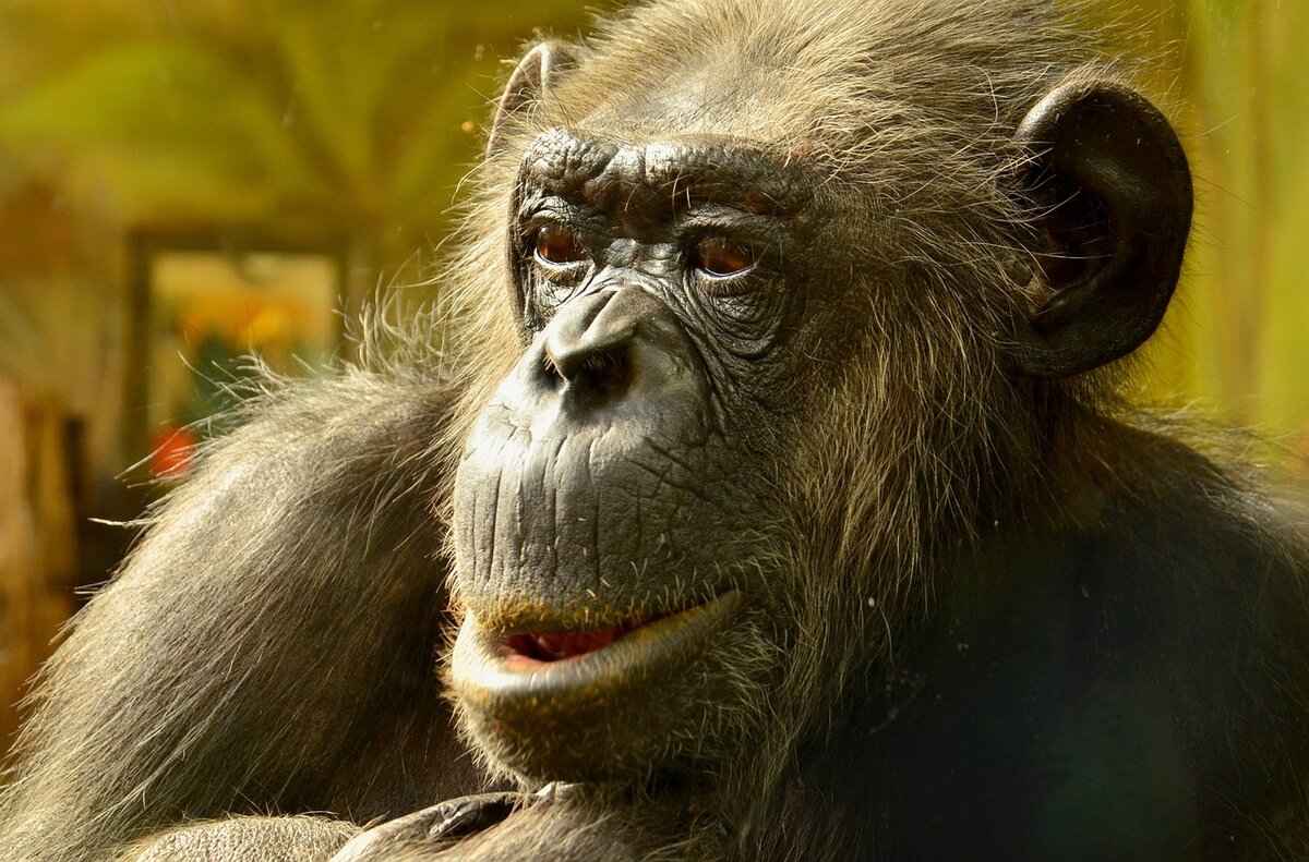 Evolution Tips for Gossifleur