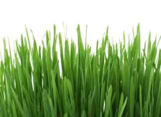 Green and Blue Wallpaper: Best Designs for a Fresh Look Green and Blue Wallpaper: Best Designs for a Fresh Look