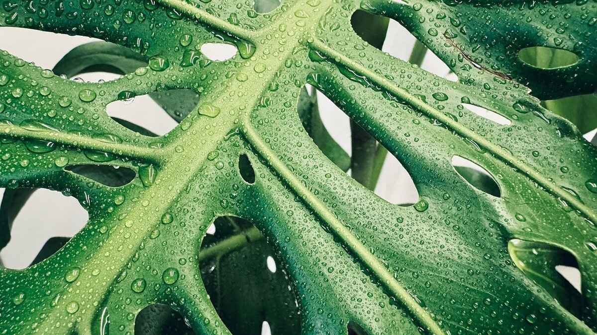 Green and Blue Wallpaper: Best Designs for a Fresh Look 3 How to Select the Right Shade of Green?