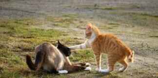 Growlithe Pokémon Strengths, Moves, and How to Use in Battles Growlithe Pokémon Strengths, Moves, and How to Use in Battles