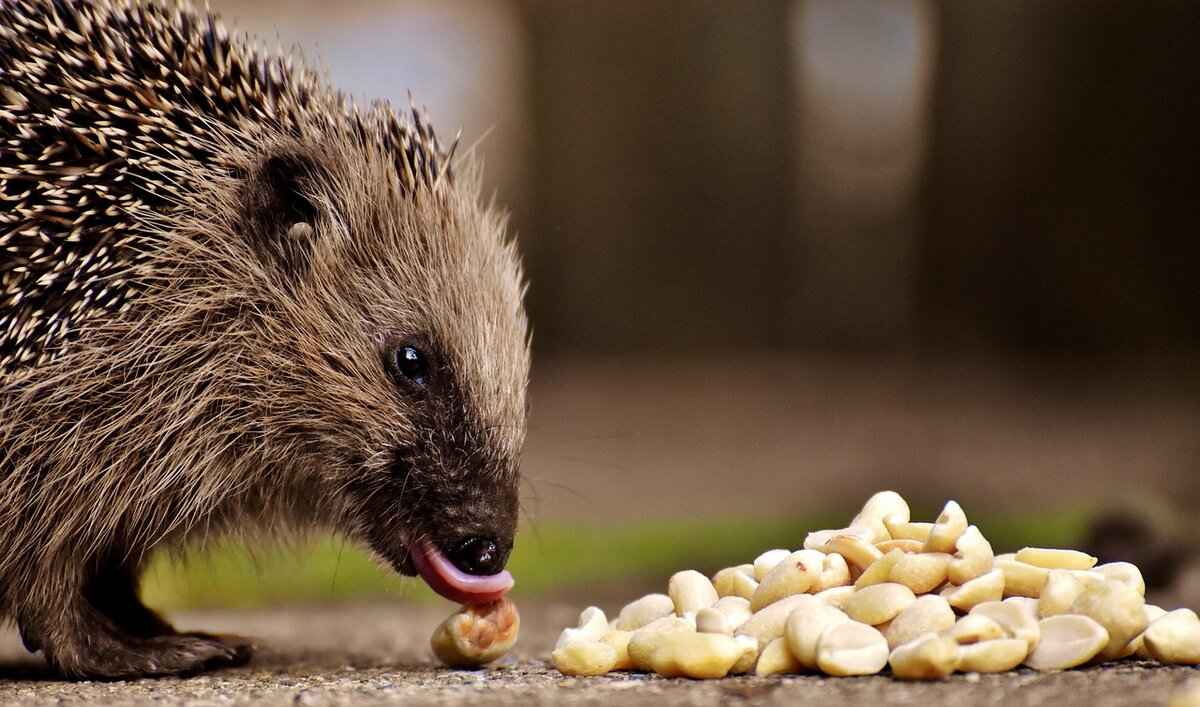 Social Media Presence & Influence