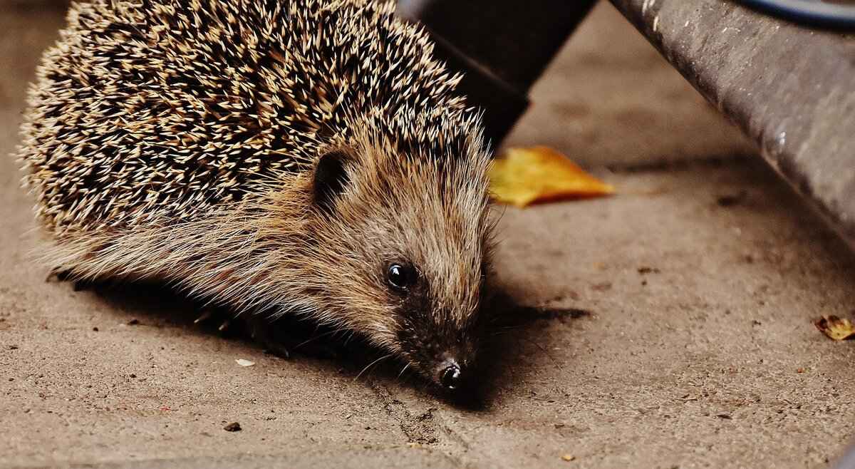 Personal Life & Public Image