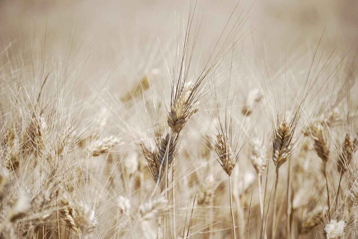 Harris Ear Piece: The Ultimate Guide to Choosing the Best One 1 What Are Harris Ear Pieces?