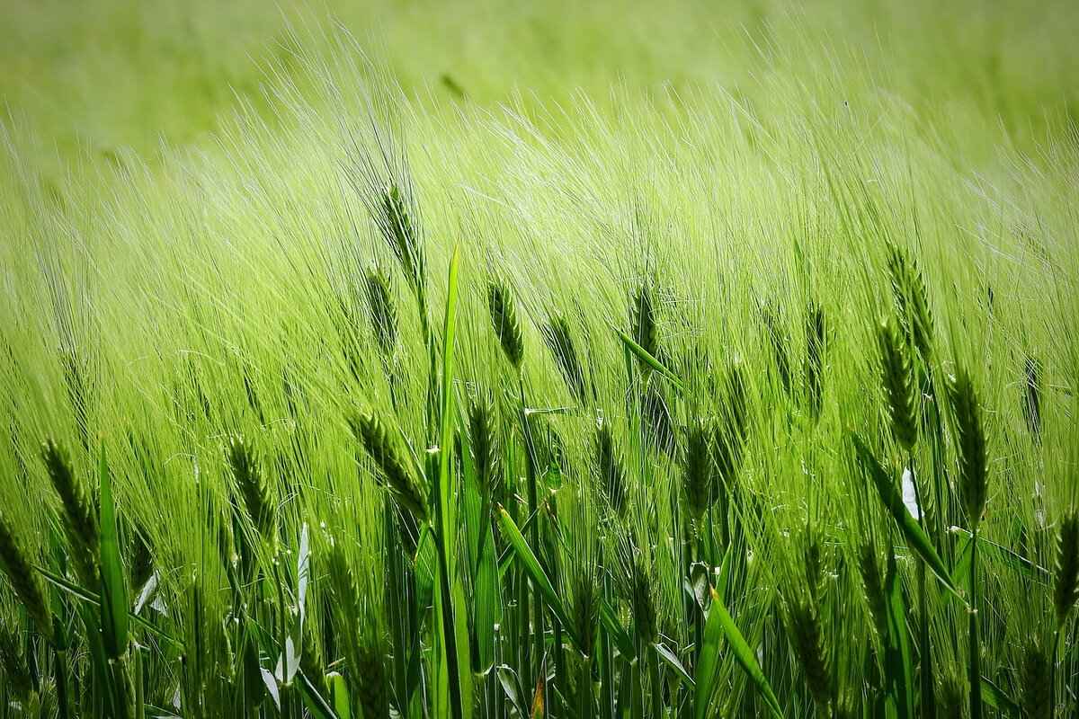 Harris Ear Piece: The Ultimate Guide to Choosing the Best One 3 Types of Harris Ear Pieces