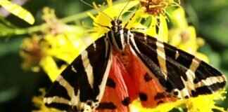 Harry Kane Spurs Jersey: Where to Find the Best Deals Harry Kane Spurs Jersey: Where to Find the Best Deals