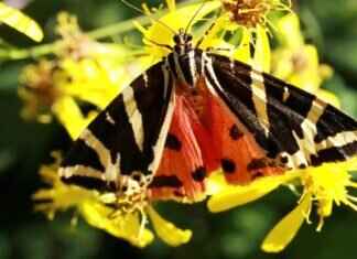 Harry Kane Spurs Jersey: Where to Find the Best Deals Harry Kane Spurs Jersey: Where to Find the Best Deals