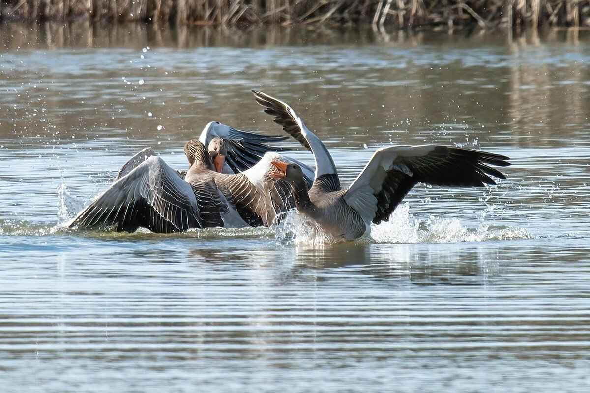 Hawlucha Pokémon: Battle Tactics, Moveset, and Competitive Play Guide 4 Hawlucha in Competitive Formats