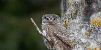 HDHubFu: What This Platform Offers and Why It’s Popular HDHubFu: What This Platform Offers and Why It’s Popular